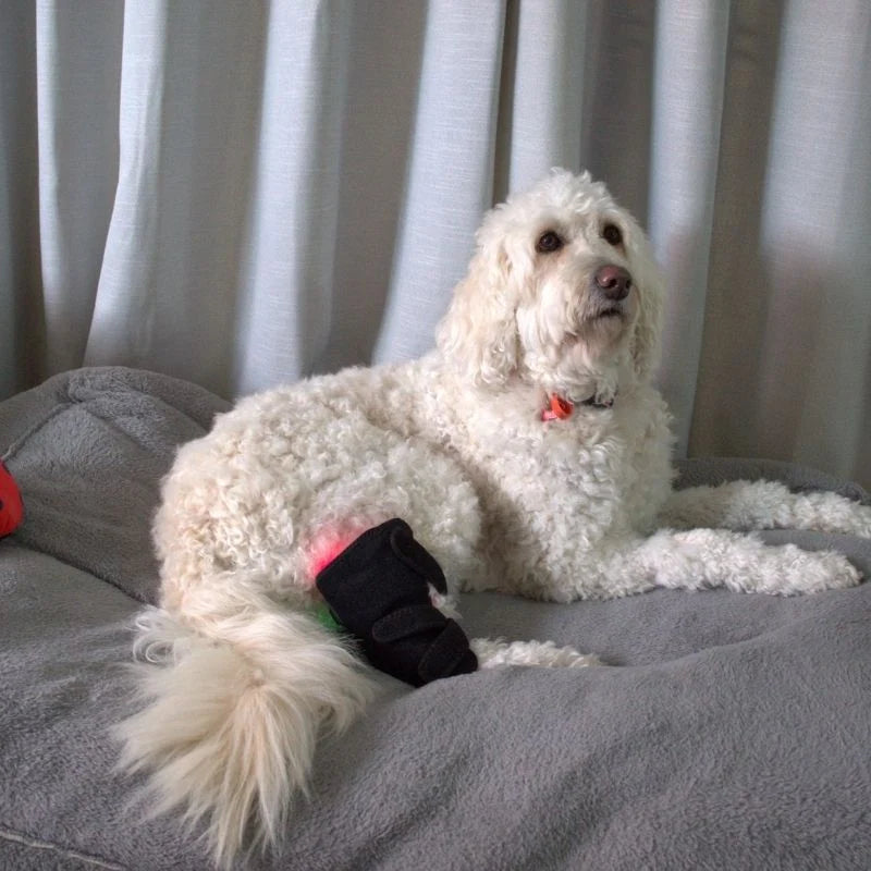 Pawlight Red Light Leg Wrap